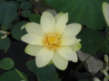 黄蓮