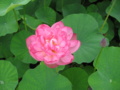 紅重台蓮
