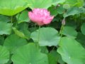 紅重台蓮