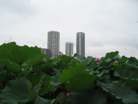 不忍池