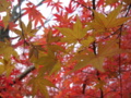 20161204095241