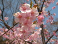 河津桜