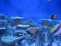 竹島水族館