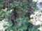 20171203103414