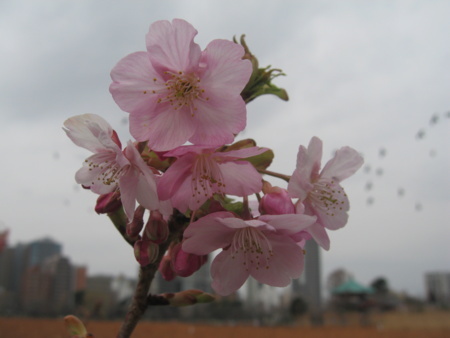 河津桜