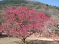栗林公園