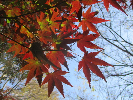 f:id:gustav5:20201122125334j:image
