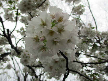 f:id:gustav5:20220403151452j:image