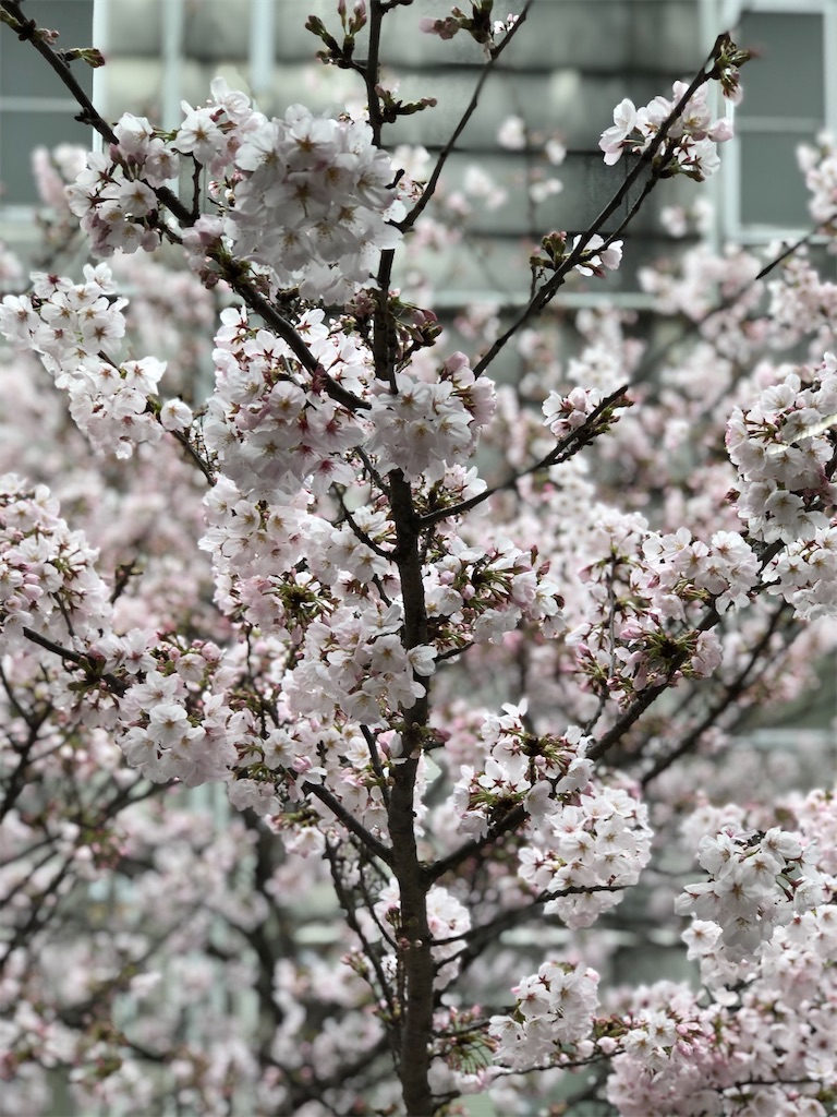 f:id:guteBesserung:20200330072215j:image