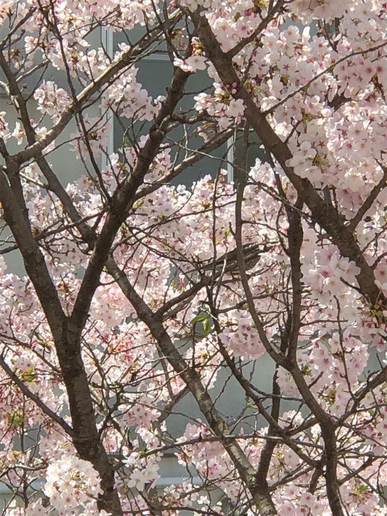 f:id:guteBesserung:20200404122512j:image