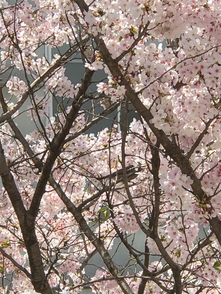 f:id:guteBesserung:20200404122516j:image