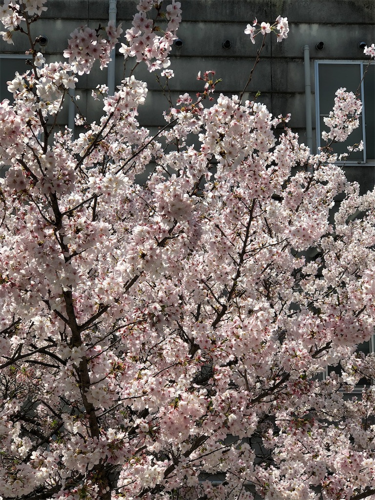 f:id:guteBesserung:20200404122809j:image