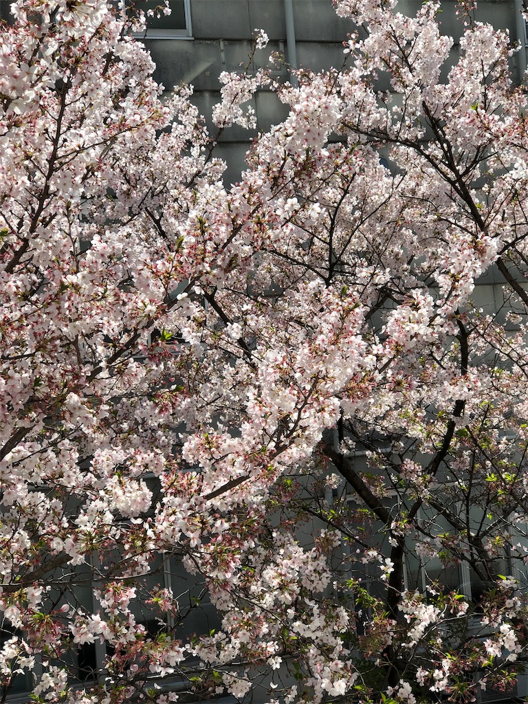 f:id:guteBesserung:20200405210904j:image