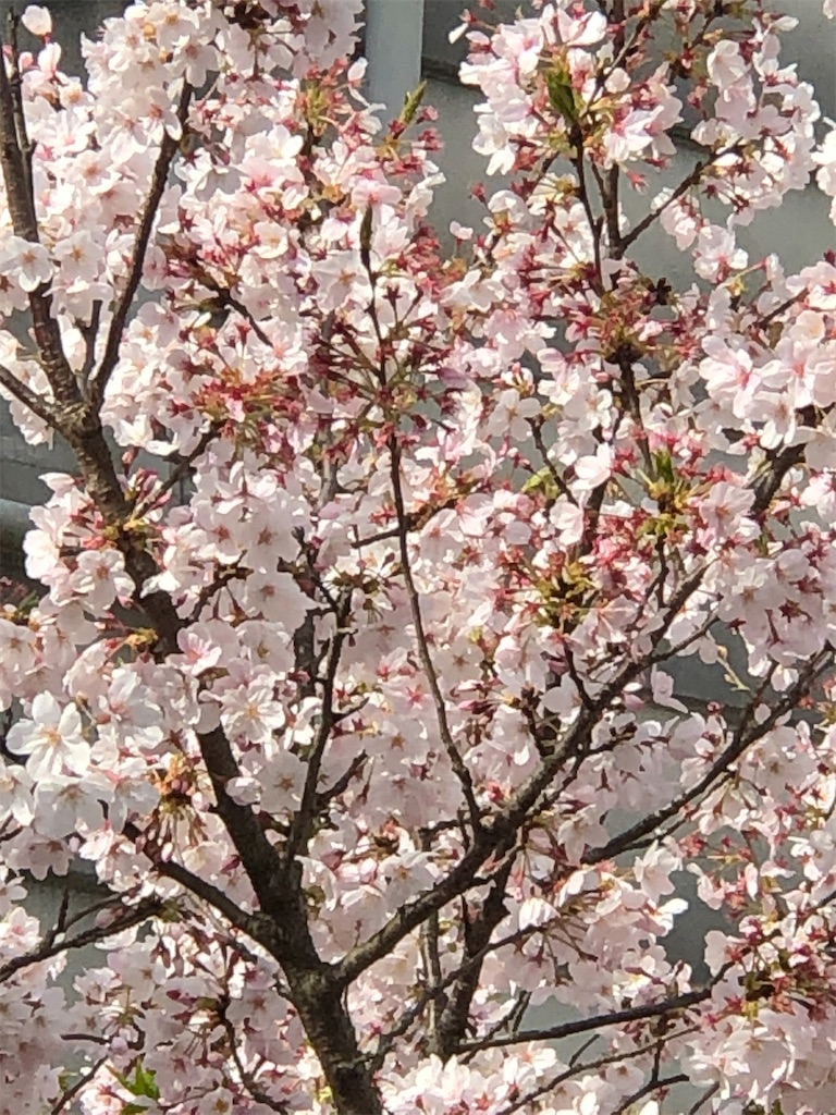 f:id:guteBesserung:20200405210945j:image