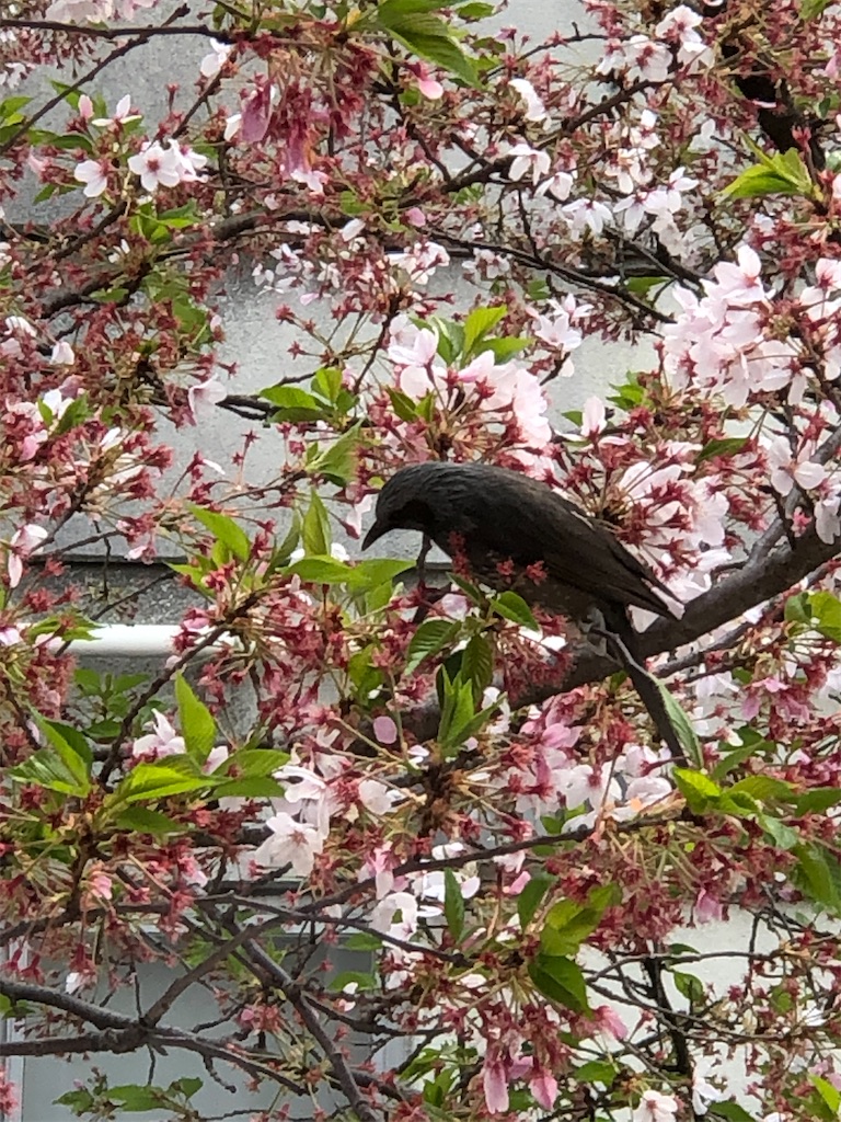 f:id:guteBesserung:20200419152846j:image