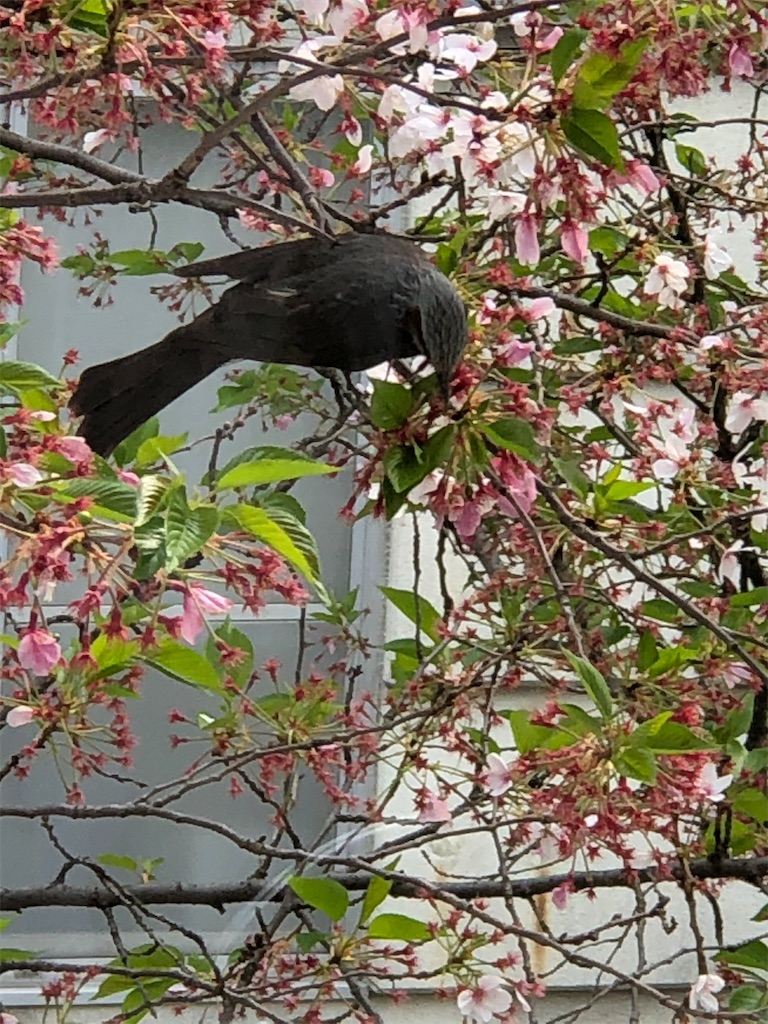 f:id:guteBesserung:20200419152859j:image