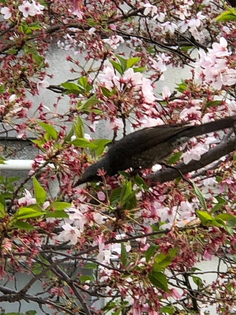 f:id:guteBesserung:20200419152903j:image