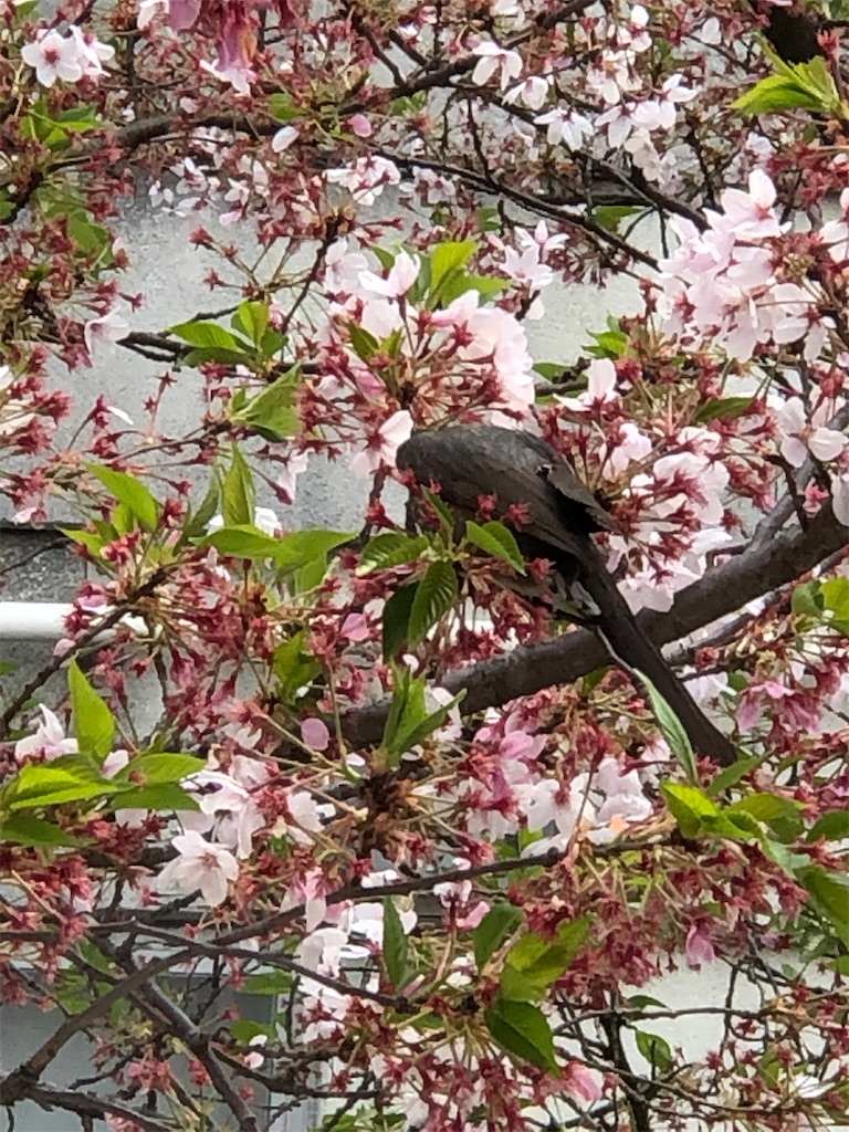 f:id:guteBesserung:20200419153230j:image