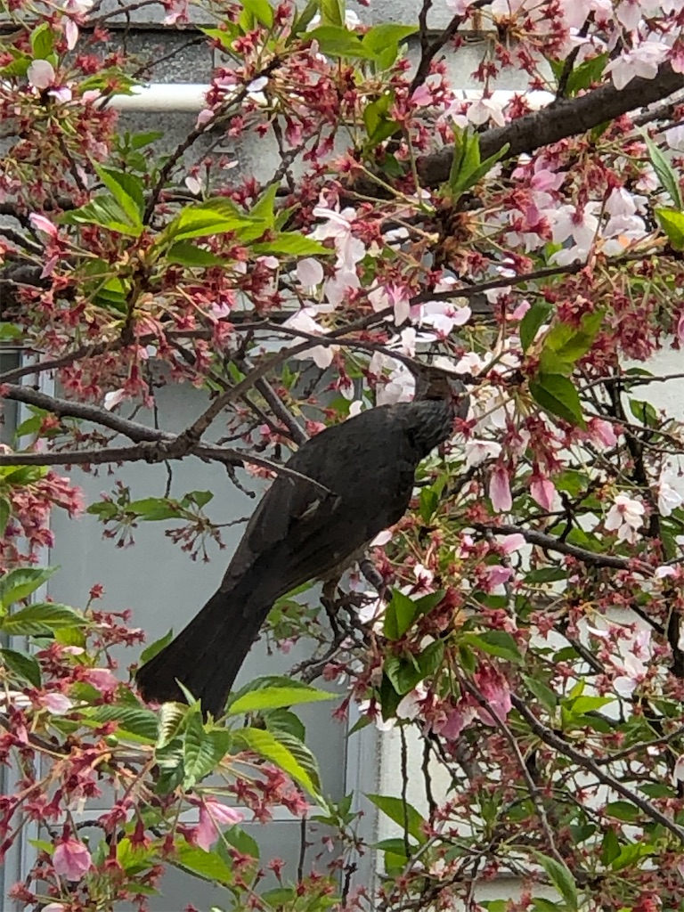 f:id:guteBesserung:20200419153259j:image