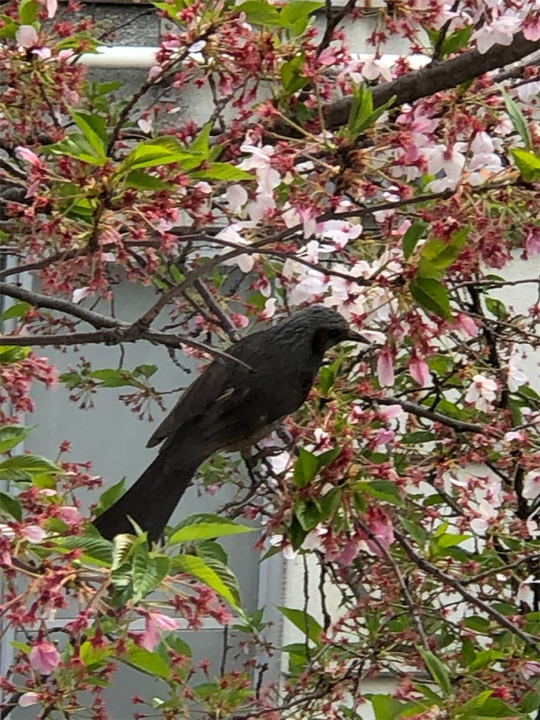 f:id:guteBesserung:20200419153929j:image