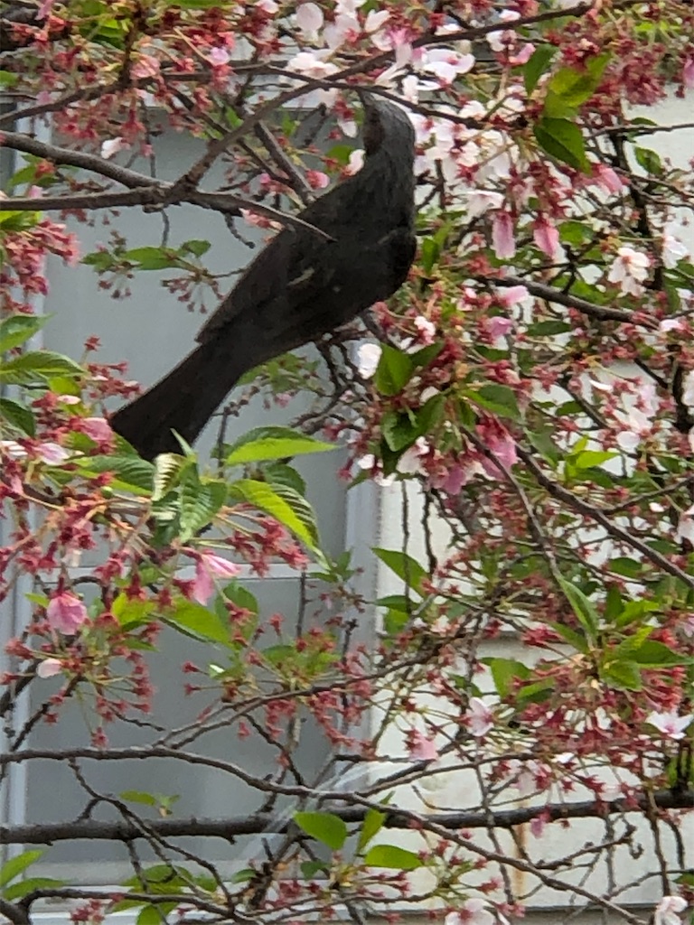 f:id:guteBesserung:20200420103216j:image