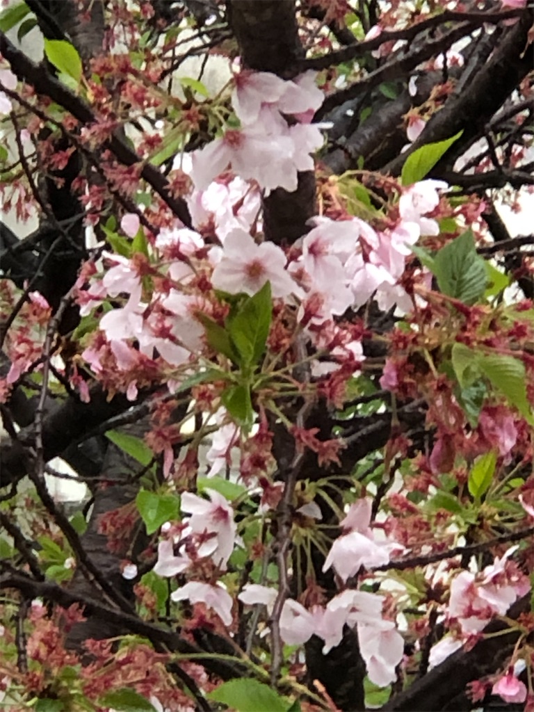 f:id:guteBesserung:20200420103227j:image