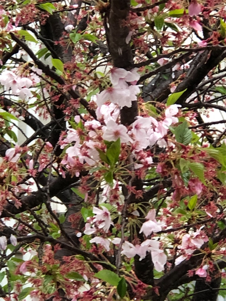 f:id:guteBesserung:20200420103242j:image
