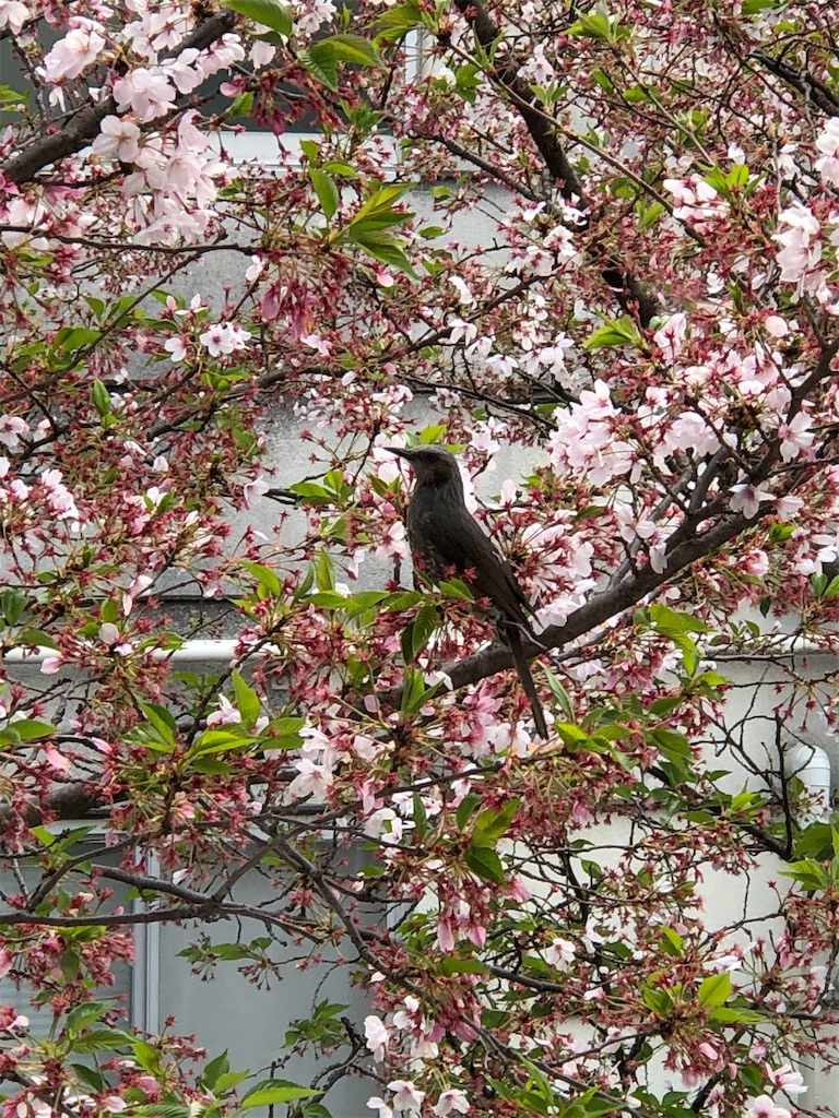 f:id:guteBesserung:20200420103248j:image