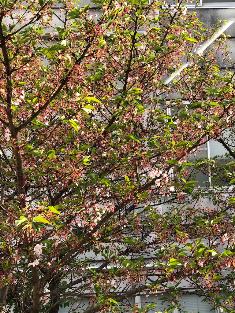 f:id:guteBesserung:20200420103657j:image f:id:guteBesserung:20200420103657j:image