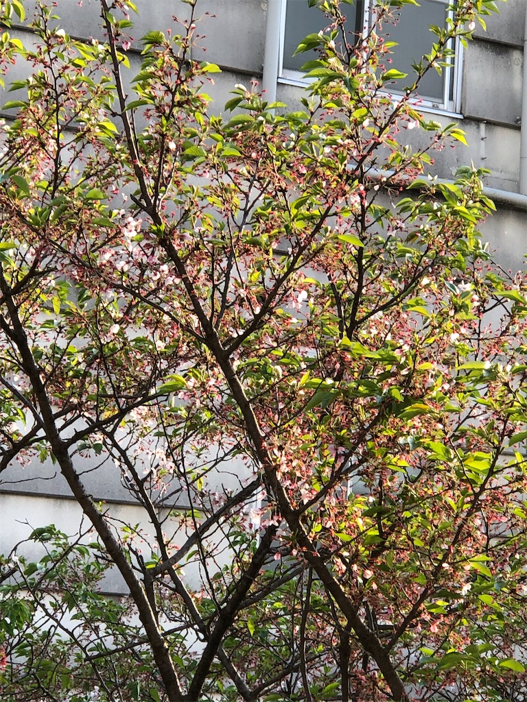 f:id:guteBesserung:20200420103701j:image f:id:guteBesserung:20200420103701j:image