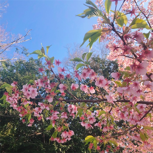 f:id:guutaralin:20200310145105j:image f:id:guutaralin:20200310145105j:image
