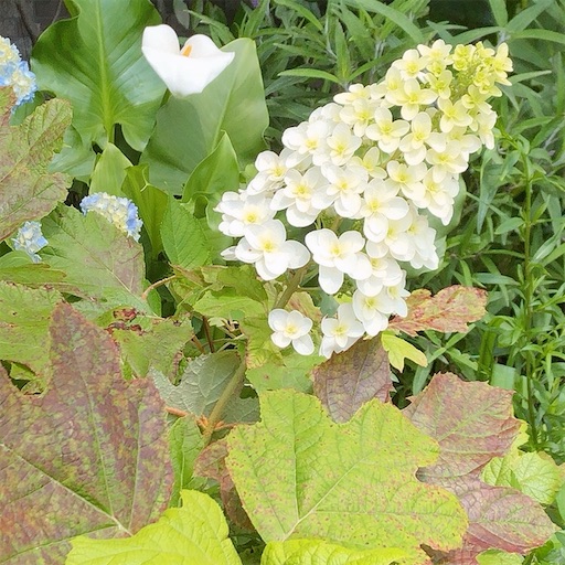 f:id:guutaralin:20200605101143j:image