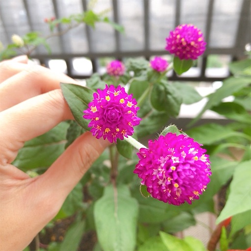 f:id:guutaralin:20200904133015j:image