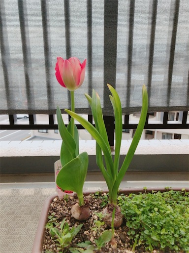 f:id:guutaralin:20230312105025j:image