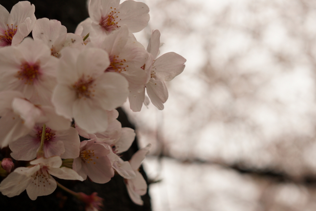 f:id:guutaraol:20170411232820j:plain f:id:guutaraol:20170411232820j:plain