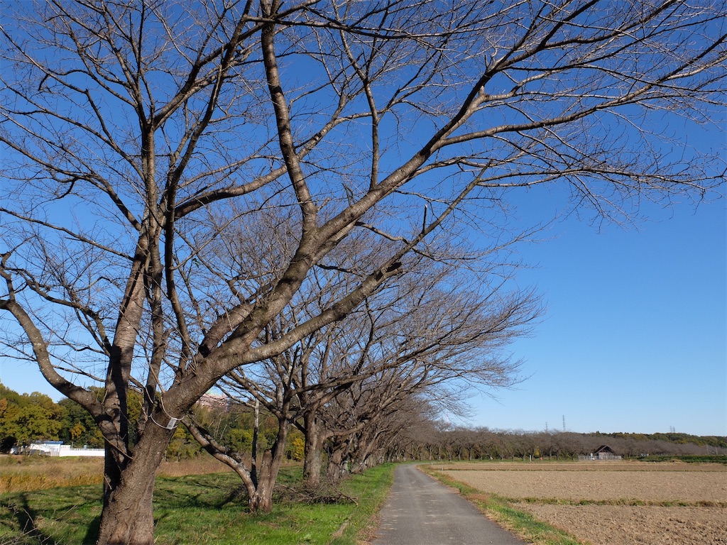 f:id:guuuskp:20241124182623j:image