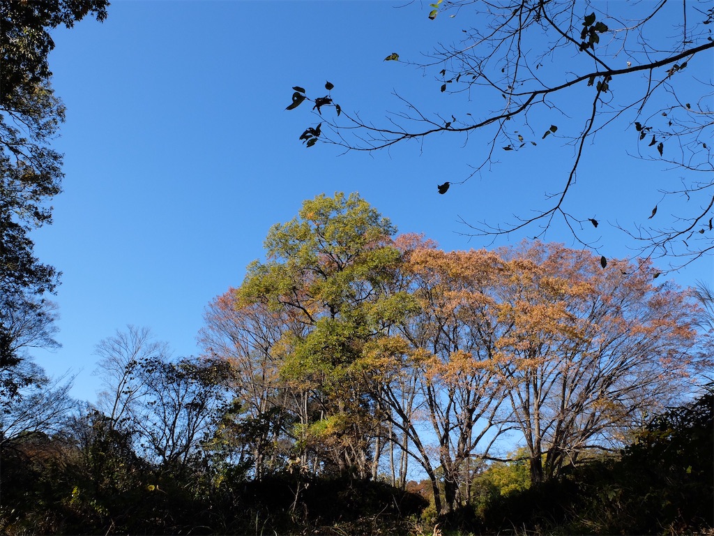 f:id:guuuskp:20241124182959j:image
