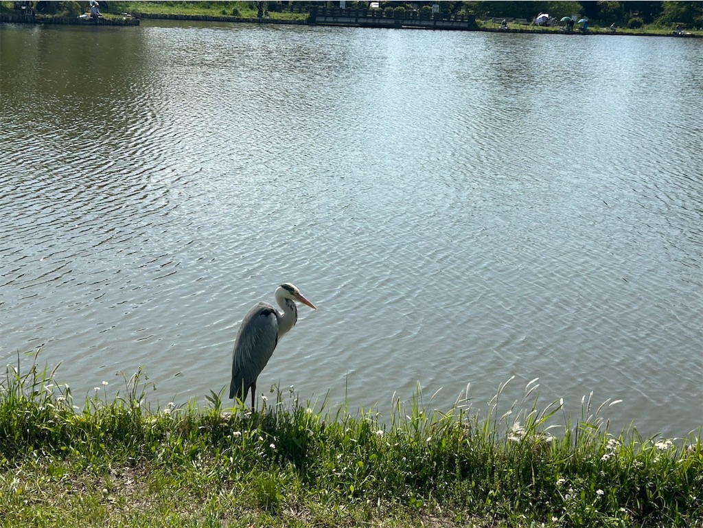 f:id:guuuskp:20250706184324j:image