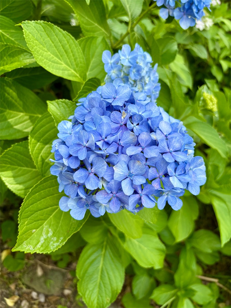 f:id:guuuskp:20250928160330j:image