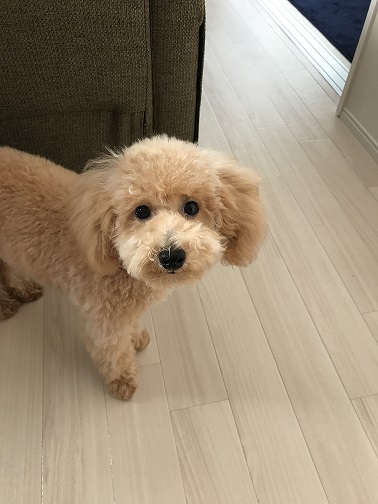 犯人はトイプードル
