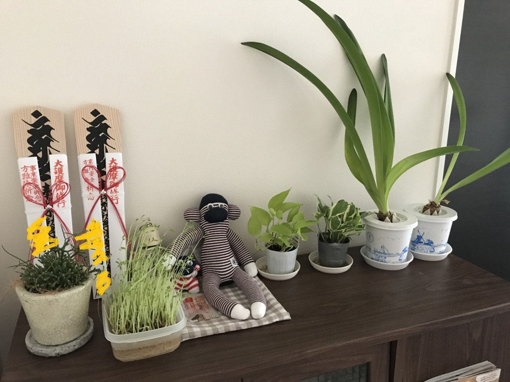 観葉植物の種類