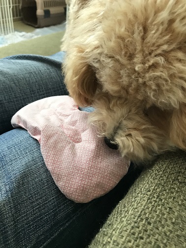 犬もにおいをキャッチ