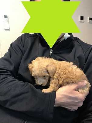 パピーの頃