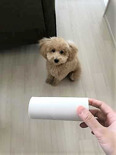 なぎの前に差し出してみた