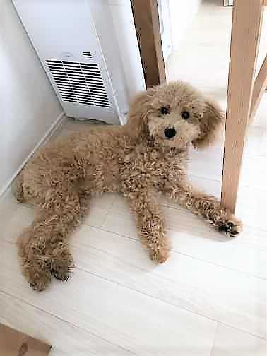 しっぽは触らせない