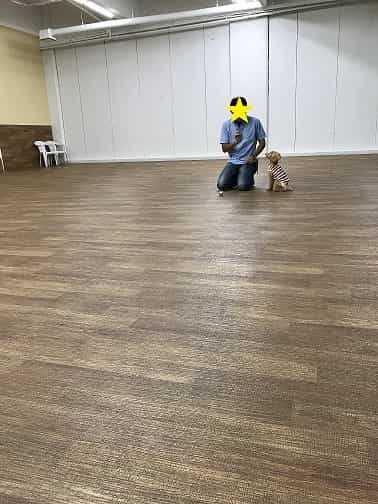 室内ドッグラン