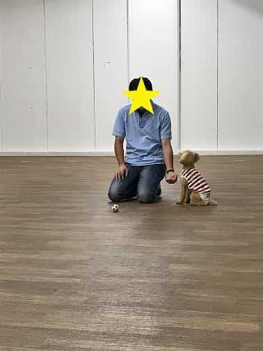 犬トレーニング中