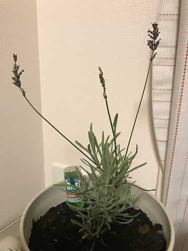 鉢植え