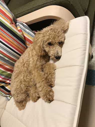 トイプードルの子犬
