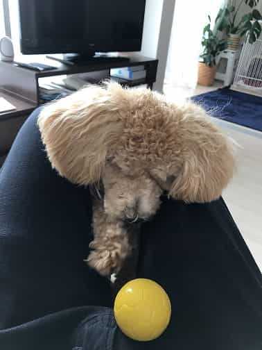 トイプードル